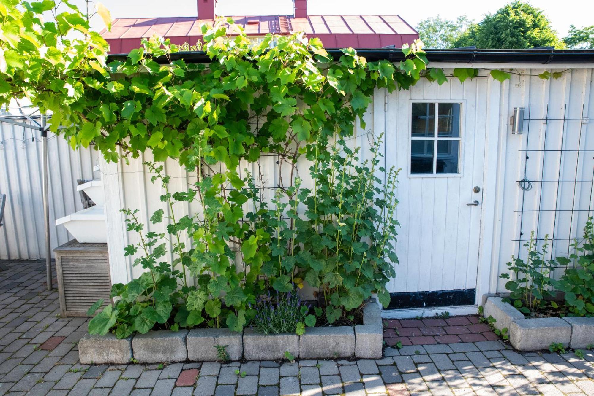 Guest House Tullgatan 24 Borgholm Esterno foto