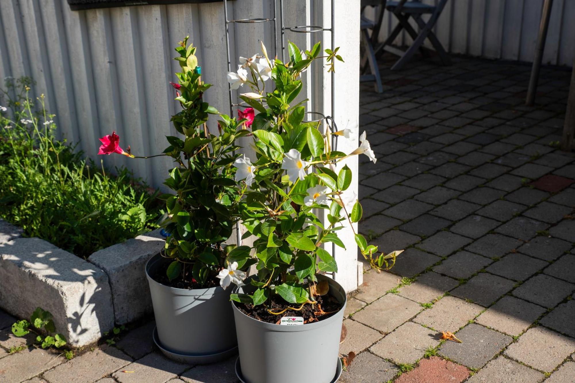 Guest House Tullgatan 24 Borgholm Esterno foto